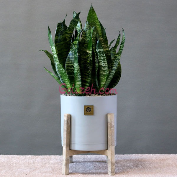 گیاه آپارتمانی